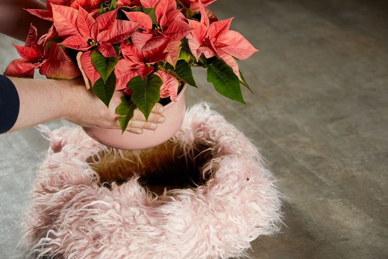 Vánoční inspirace – adventní dekorace s poinsettií