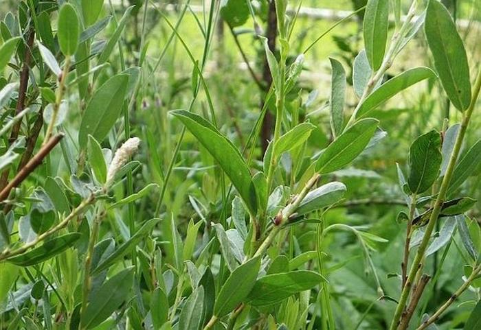 Pěstujeme jívy - salix repens, jíva plazivá