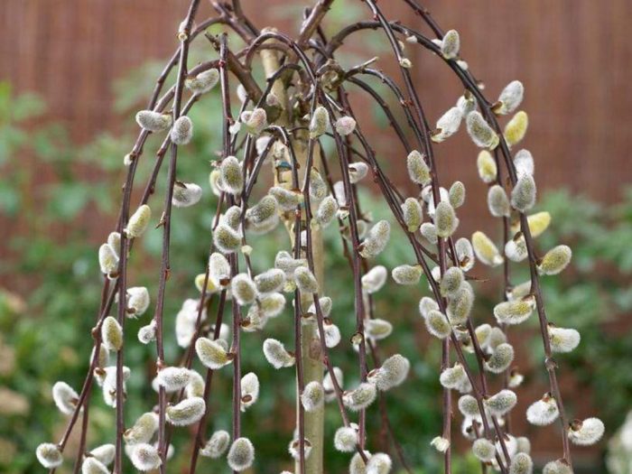 Pěstujeme jívy - salix repens, jíva plazivá