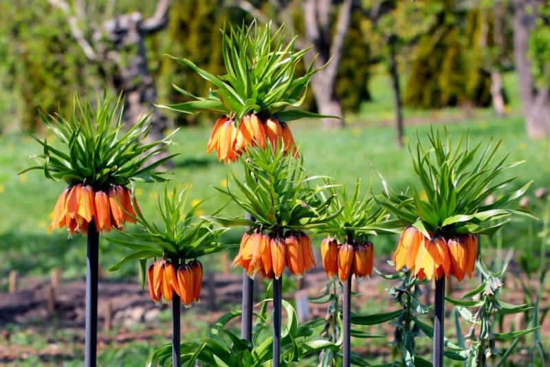 Pěstujeme řebčík královský Fritillaria imperialis