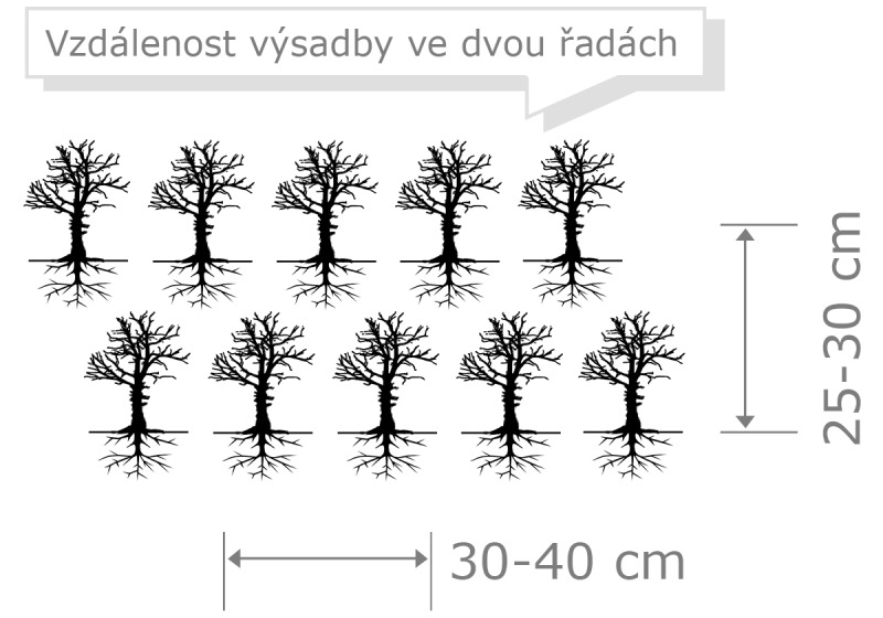 Turkestánský brest