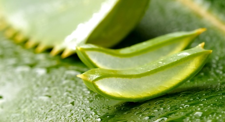 Pěstování a využití aloe vera neboli aloe pravé