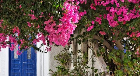 Bougainvillea – vzpomínka na Středomoří na vaší zahradě