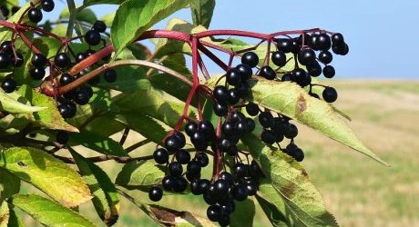 Černý bez – vyrobte si domácí bezový med, víno nebo sirup