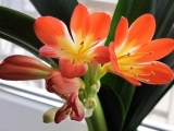 Pokojové rostliny - Klívie (Clivia miniata)