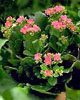 Pokojové rostliny – Kalanchoe neboli Kolopejka